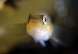 Tiny goby. North Wales. D200,60mm. by Derek Haslam 